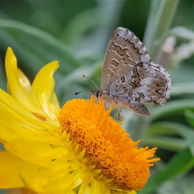 Neolucia agricola (Fringed Heath-blue) at Acton, ACT - 14 Nov 2024 by WHall