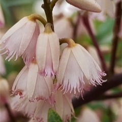 Elaeocarpus reticulatus (Blueberry Ash, Fairy Petticoats) at Dalmeny, NSW - 17 Nov 2024 by Teresa