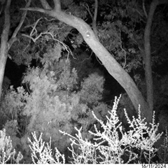 Trichosurus vulpecula at Greenleigh, NSW - 16 Nov 2024 by LyndalT