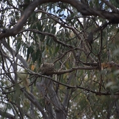 Grallina cyanoleuca at Greenleigh, NSW - 16 Nov 2024 07:43 PM