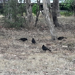 Corcorax melanorhamphos at Richardson, ACT - 17 Nov 2024 11:34 AM