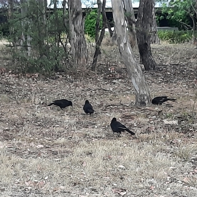 Corcorax melanorhamphos (White-winged Chough) at Richardson, ACT - 17 Nov 2024 by MB