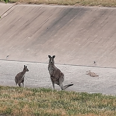 Macropus giganteus (Eastern Grey Kangaroo) at Monash, ACT - 17 Nov 2024 by MB