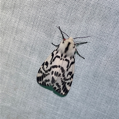 Ardices glatignyi (Black and White Tiger Moth (formerly Spilosoma)) at Kiandra, NSW - 16 Nov 2024 by Linnea