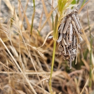 Psychidae (family) IMMATURE at Burrinjuck, NSW - 17 Nov 2024 08:51 AM