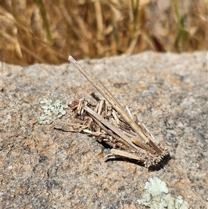 Psychidae (family) IMMATURE at Burrinjuck, NSW - 17 Nov 2024 08:51 AM