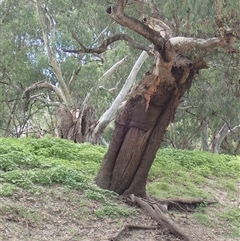 Eucalyptus (genus) (A Gum Tree) at Brewarrina, NSW - 10 Mar 2022 by MB