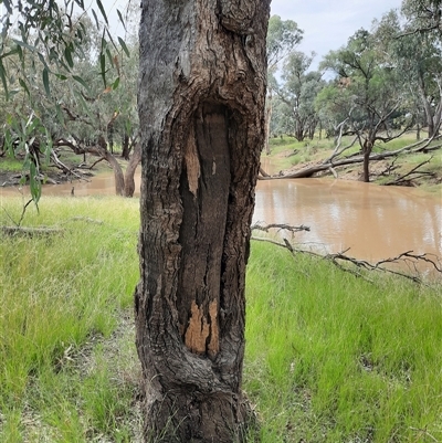 Eucalyptus (genus) (A Gum Tree) at Walgett, NSW - 25 Apr 2022 by MB
