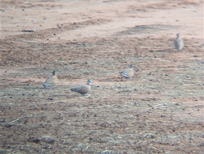 Phaps histrionica (Flock Bronzewing) at Tibooburra, NSW - 16 Nov 2024 by Darcy