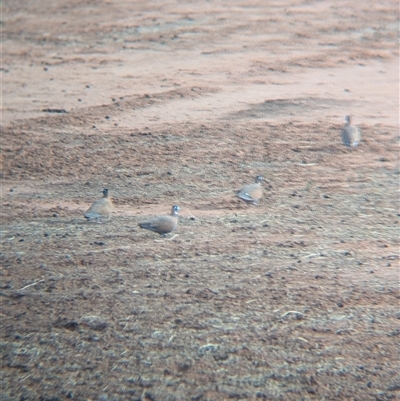 Phaps histrionica (Flock Bronzewing) at Tibooburra, NSW - 16 Nov 2024 by Darcy