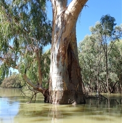 Eucalyptus (genus) (A Gum Tree) at Menindee, NSW - 8 Feb 2023 by MB
