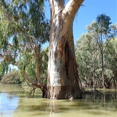 Eucalyptus sp. (A Gum Tree) at Menindee, NSW - 7 Feb 2023 by MB