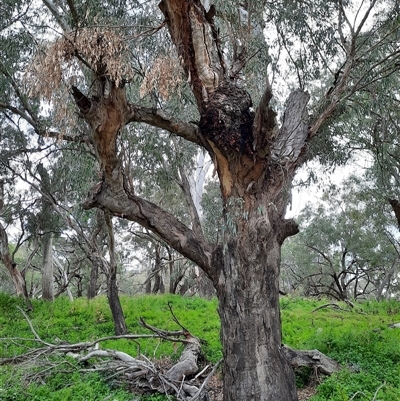 Eucalyptus camaldulensis (River Red Gum) at Brewarrina, NSW - 11 Aug 2020 by MB