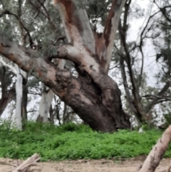 Eucalyptus camaldulensis (River Red Gum) at Brewarrina, NSW - 11 Aug 2020 by MB