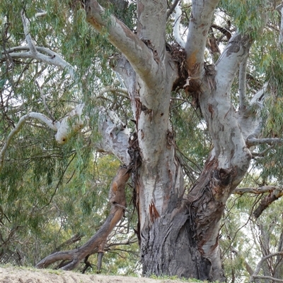 Eucalyptus camaldulensis (River Red Gum) at Brewarrina, NSW - 12 Aug 2020 by MB