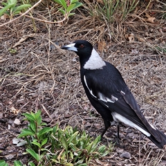 Gymnorhina tibicen (Australian Magpie) at Braidwood, NSW - 17 Nov 2024 by MatthewFrawley