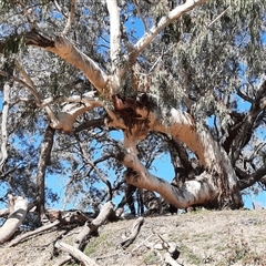 Eucalyptus camaldulensis (River Red Gum) at Bourke, NSW - 17 Aug 2020 by MB