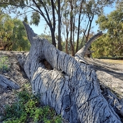 Eucalyptus (genus) (A Gum Tree) at North Bourke, NSW - 17 Aug 2020 by MB