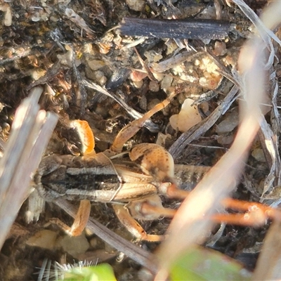 Brachyexarna lobipennis at Mount Fairy, NSW - 16 Nov 2024 by clarehoneydove