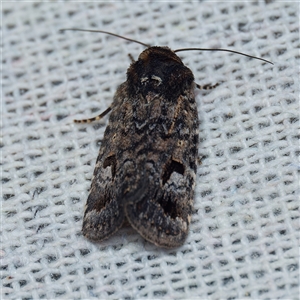 Thoracolopha verecunda at Harrison, ACT - 12 Nov 2024