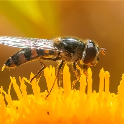 Melangyna sp. (genus) (Hover Fly) at Acton, ACT - 14 Nov 2024 by WHall