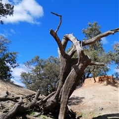 Eucalyptus (genus) (A Gum Tree) at Gunderbooka, NSW - 21 Aug 2020 by MB