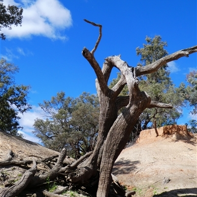 Eucalyptus (genus) (A Gum Tree) at Gunderbooka, NSW - 21 Aug 2020 by MB