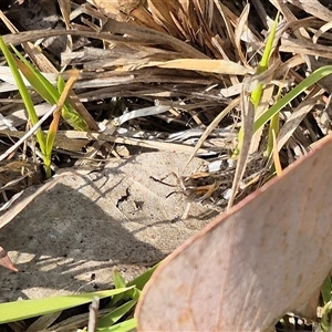 Brachyexarna lobipennis at Mount Fairy, NSW - 16 Nov 2024 04:36 PM