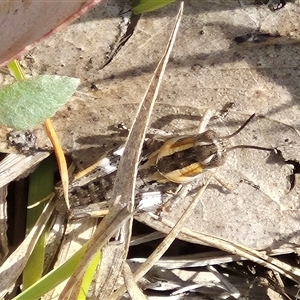 Brachyexarna lobipennis at Mount Fairy, NSW - 16 Nov 2024 04:36 PM