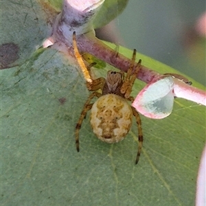 Araneus hamiltoni at Mount Fairy, NSW - 16 Nov 2024