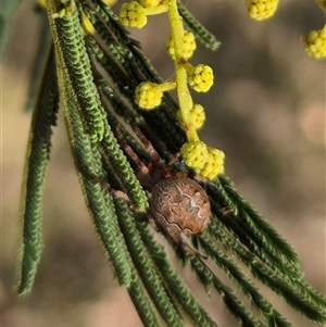 Araneus hamiltoni at Mount Fairy, NSW - 16 Nov 2024