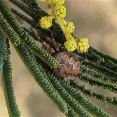 Araneus hamiltoni at Mount Fairy, NSW - 16 Nov 2024 03:55 PM