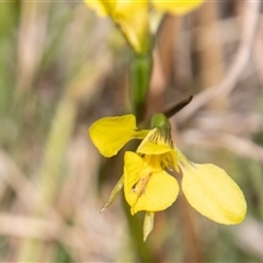 Diuris subalpina at Mount Clear, ACT - 16 Nov 2024 by SWishart