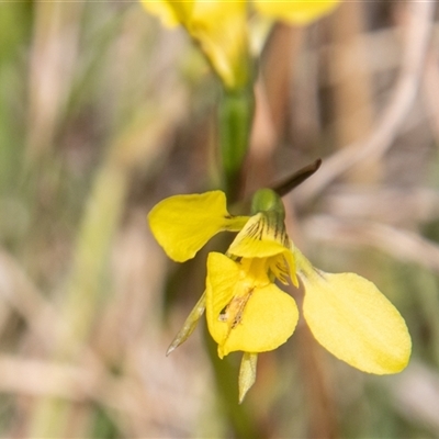 Diuris monticola (Highland Golden Moths) at Mount Clear, ACT - 16 Nov 2024 by SWishart