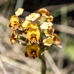 Diuris semilunulata at Mount Clear, ACT - 16 Nov 2024