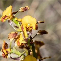 Diuris semilunulata at Mount Clear, ACT - 16 Nov 2024