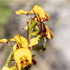 Diuris semilunulata at Mount Clear, ACT - 16 Nov 2024