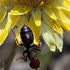 Thynninae (subfamily) (Smooth flower wasp) at Mount Fairy, NSW - 16 Nov 2024 by clarehoneydove