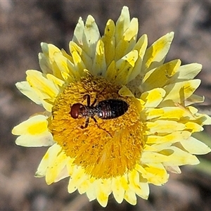 Thynninae (subfamily) at Mount Fairy, NSW - 16 Nov 2024 04:38 PM