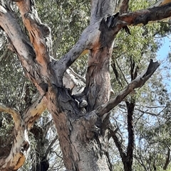 Eucalyptus sp. (A Gum Tree) at Wilcannia, NSW - 5 Sep 2020 by MB