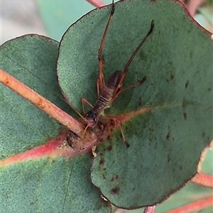 Torbia viridissima at Mount Fairy, NSW - 16 Nov 2024