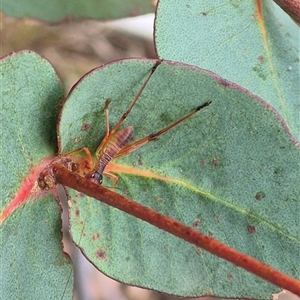 Torbia viridissima at Mount Fairy, NSW - 16 Nov 2024