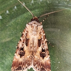 Agrotis munda (Brown Cutworm) at Gundaroo, NSW - 16 Nov 2024 by Gunyijan