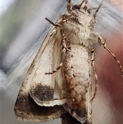 Agrotis munda at Gundaroo, NSW - 17 Nov 2024 10:26 AM