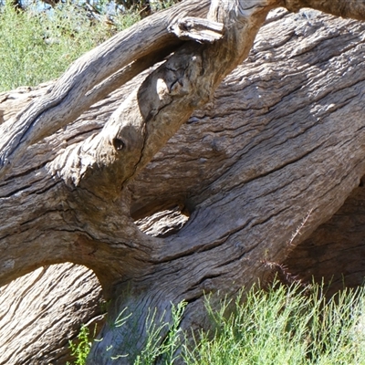 Eucalyptus (genus) (A Gum Tree) at Wilcannia, NSW - 11 Sep 2020 by MB