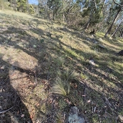 Nassella trichotoma (Serrated Tussock) at Mount Fairy, NSW - 16 Nov 2024 by clarehoneydove