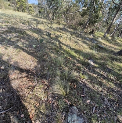 Nassella trichotoma (Serrated Tussock) at Mount Fairy, NSW - 16 Nov 2024 by clarehoneydove