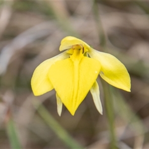 Diuris subalpina at Mount Clear, ACT - suppressed