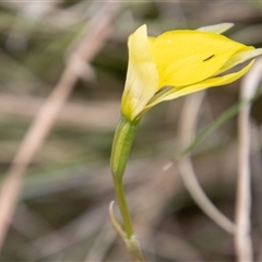 Diuris subalpina at Mount Clear, ACT - suppressed