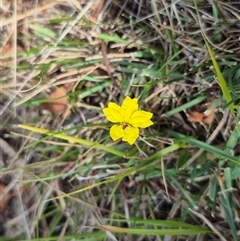 Goodenia hederacea subsp. hederacea (Ivy Goodenia, Forest Goodenia) at Mount Fairy, NSW - 16 Nov 2024 by clarehoneydove